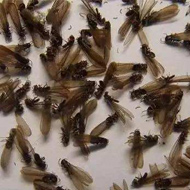 別墅易發(fā)生白蟻危害？